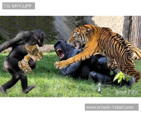 银背大猩猩与火焰的对决：自然力量的碰撞与生存的考验